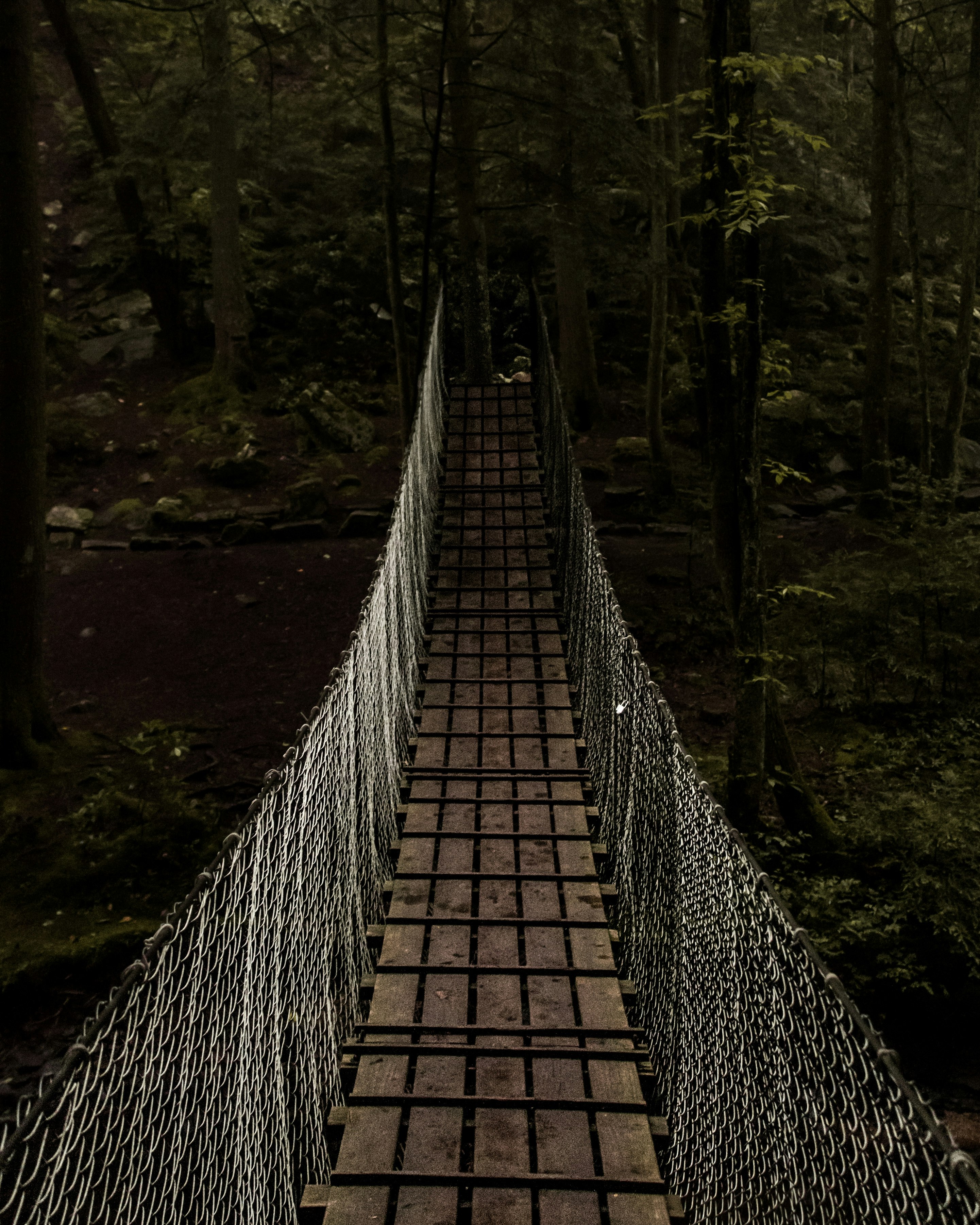 bridge towards forest